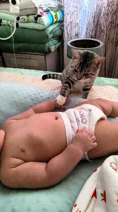 注意看！这小狸花猫成精了都！宝宝光穿个尿不湿躺床上，它凑过去一会儿扒拉胳膊，一会