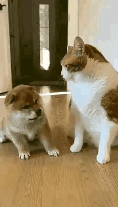 今日份最大笑点，被这只戏精小猫承包了！趁着狗妈妈不在身边，没人看管小奶狗，