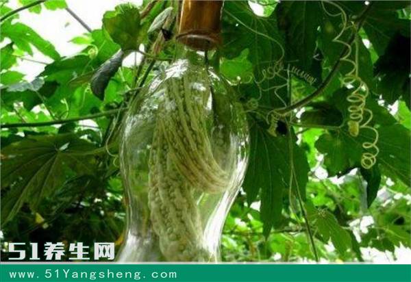 农村老大爷种蔬菜很特殊, 放容器内卖100元一斤, 很多人没见过