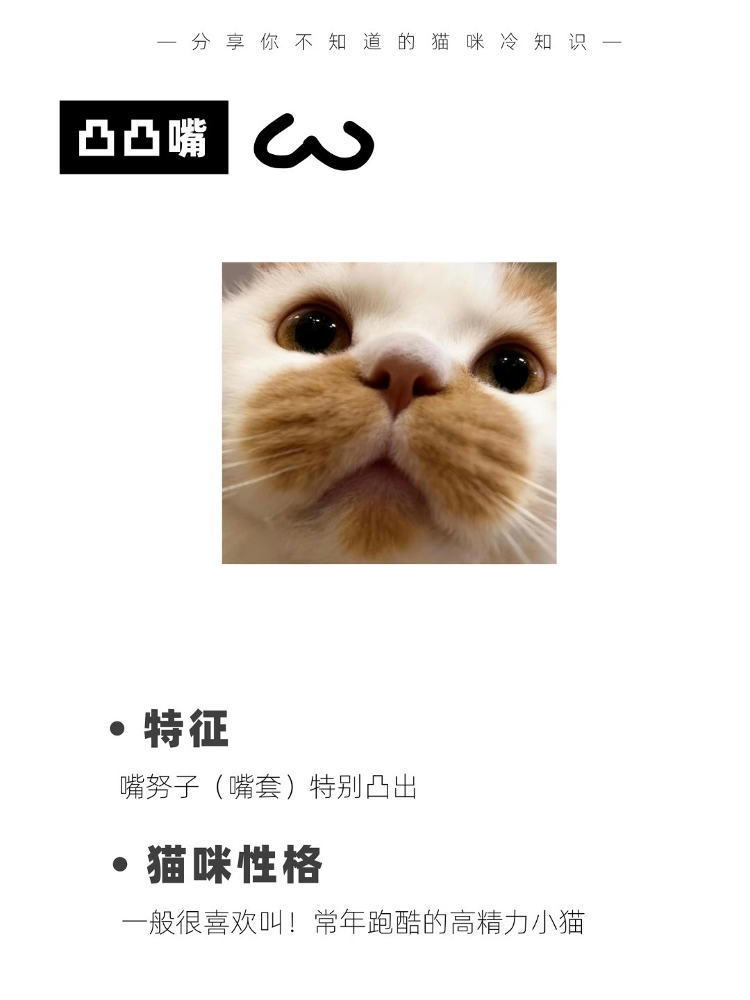 你家猫的嘴努子是哪种？