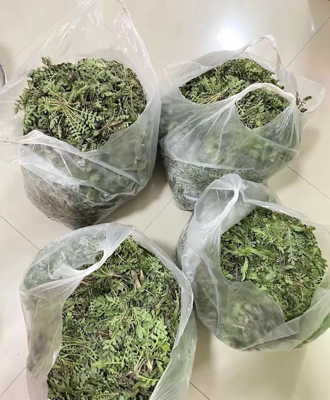 这是我婆婆坐高铁给我们送来的，来回260块钱的车票，就为了送几兜野菜。早晨六