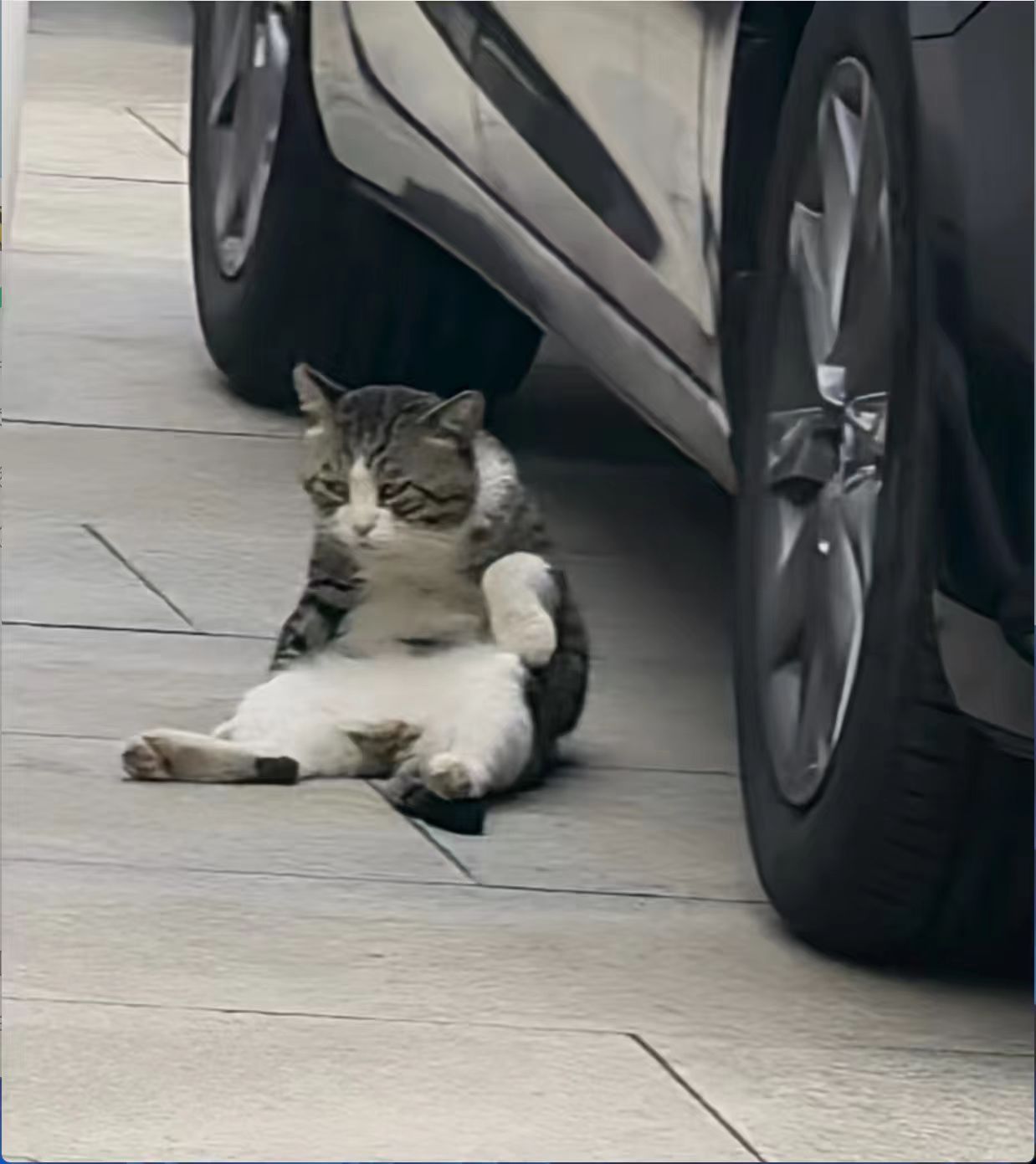 车若初见这只猫怎么狗狗祟祟的[doge][doge]​​​