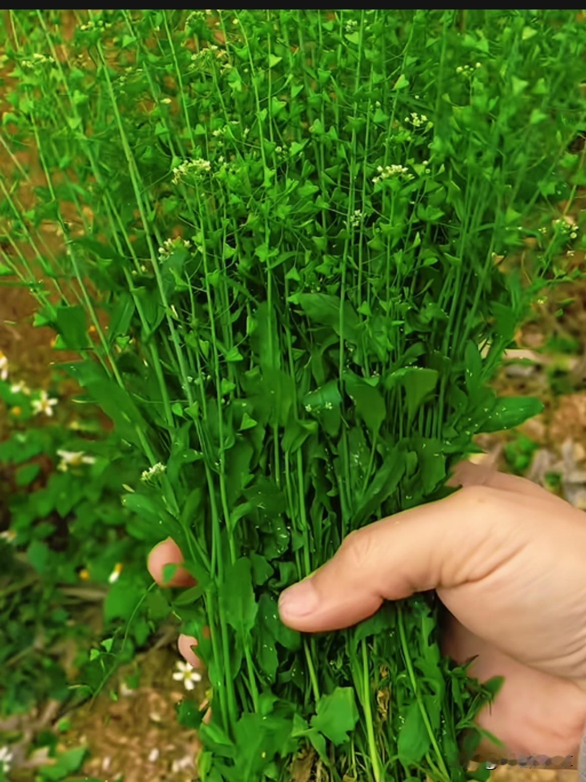 农村随处可见的荠菜，三月食用滋补养生。老话常说三月荠菜赛灵丹，足以看出荠菜价值。