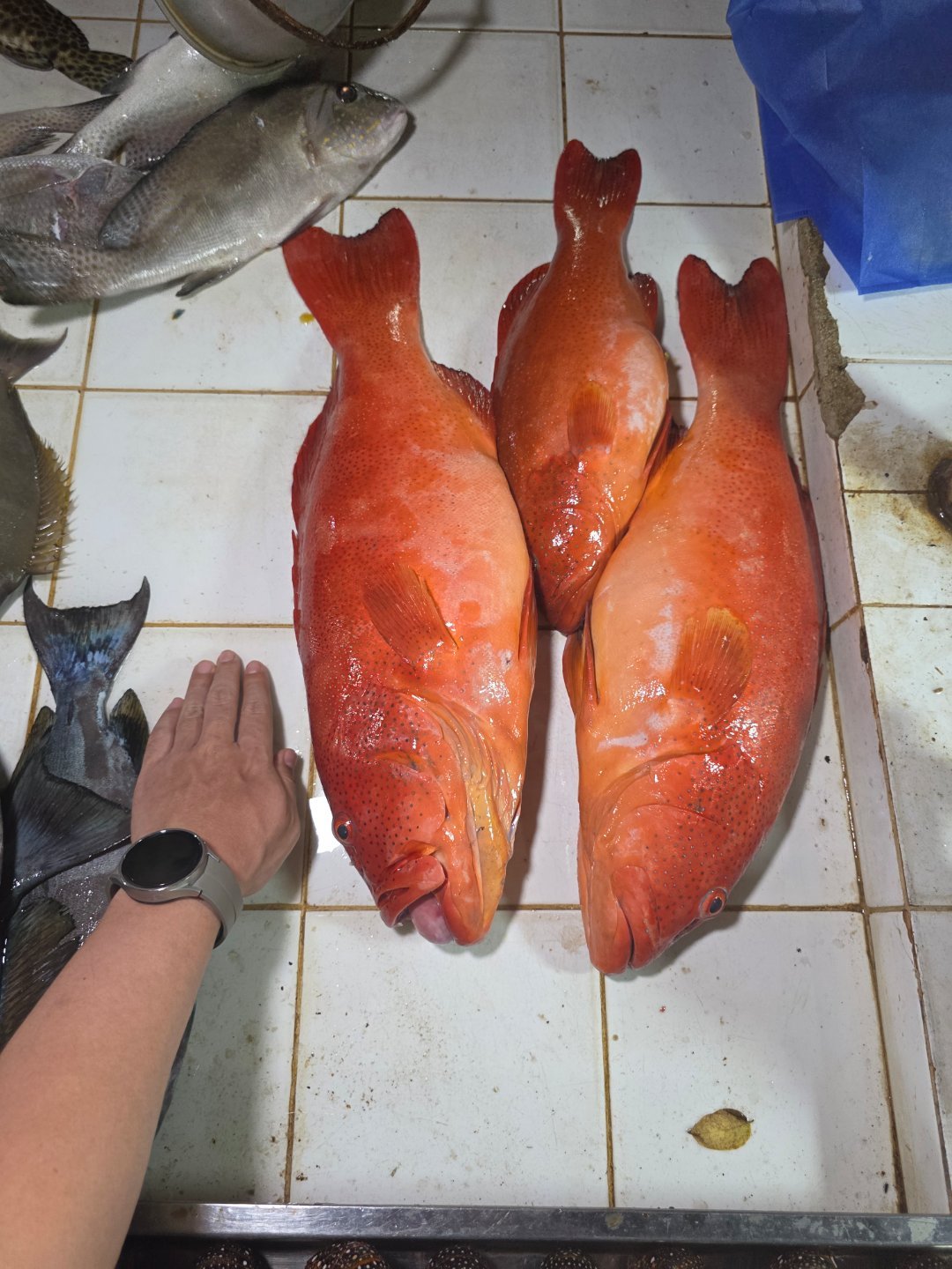 10多斤的大东星斑【眼神清澈】400P/一公斤【汇率7.5】400/7.5/2=