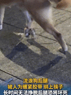 成都狗狗被胶带缠腿夹筷子！不爱别伤害，更别碾碎生命的信任成都女子散步撞见的狗