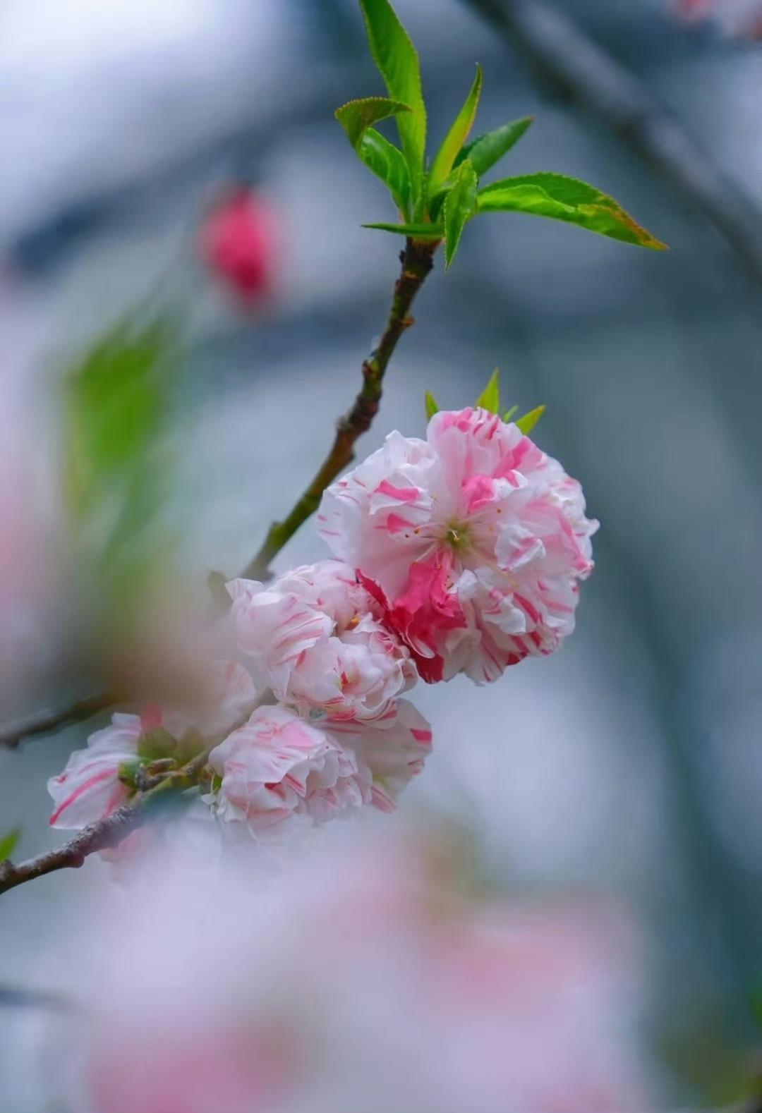 春日顶流！五色碧桃，一瓣如春四月的浪漫，被碧桃承包了。一朵花里，藏着粉白