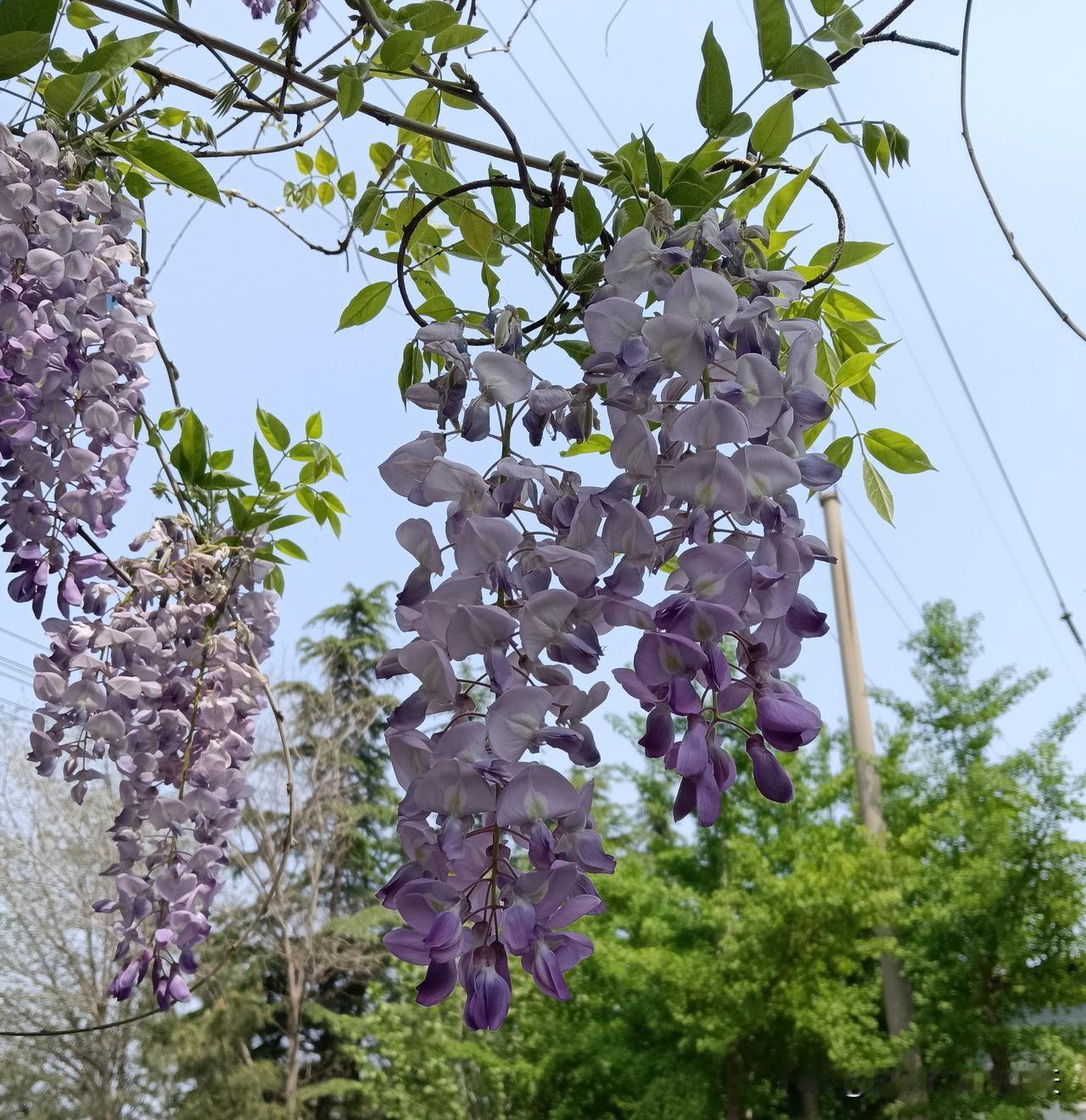 一喜：狗进屋。二喜：猫进门。三喜：房顶来蛇。四喜：燕子筑巢。五喜：蜘蛛倒