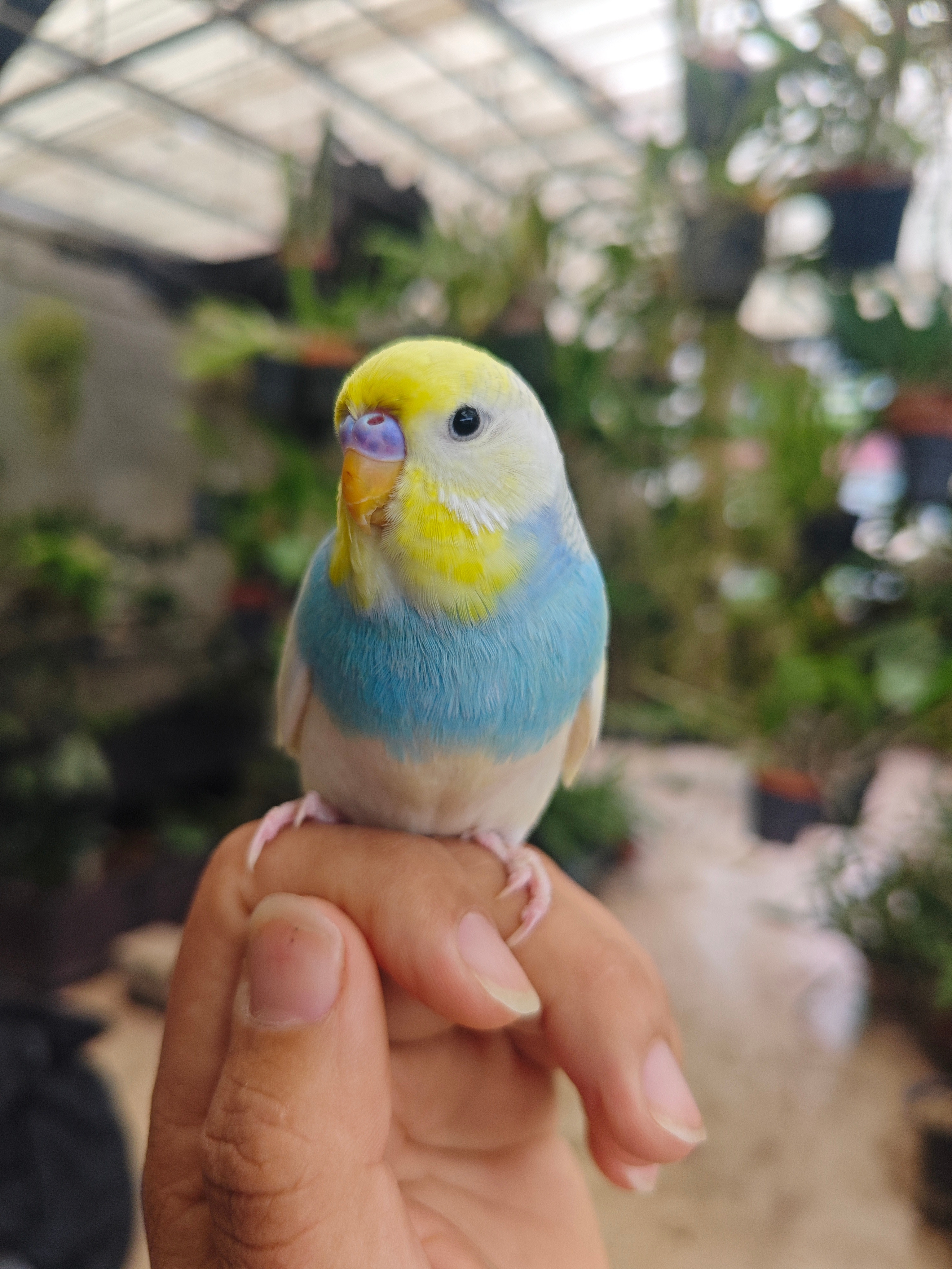 鸟鸟，纯良。​​​