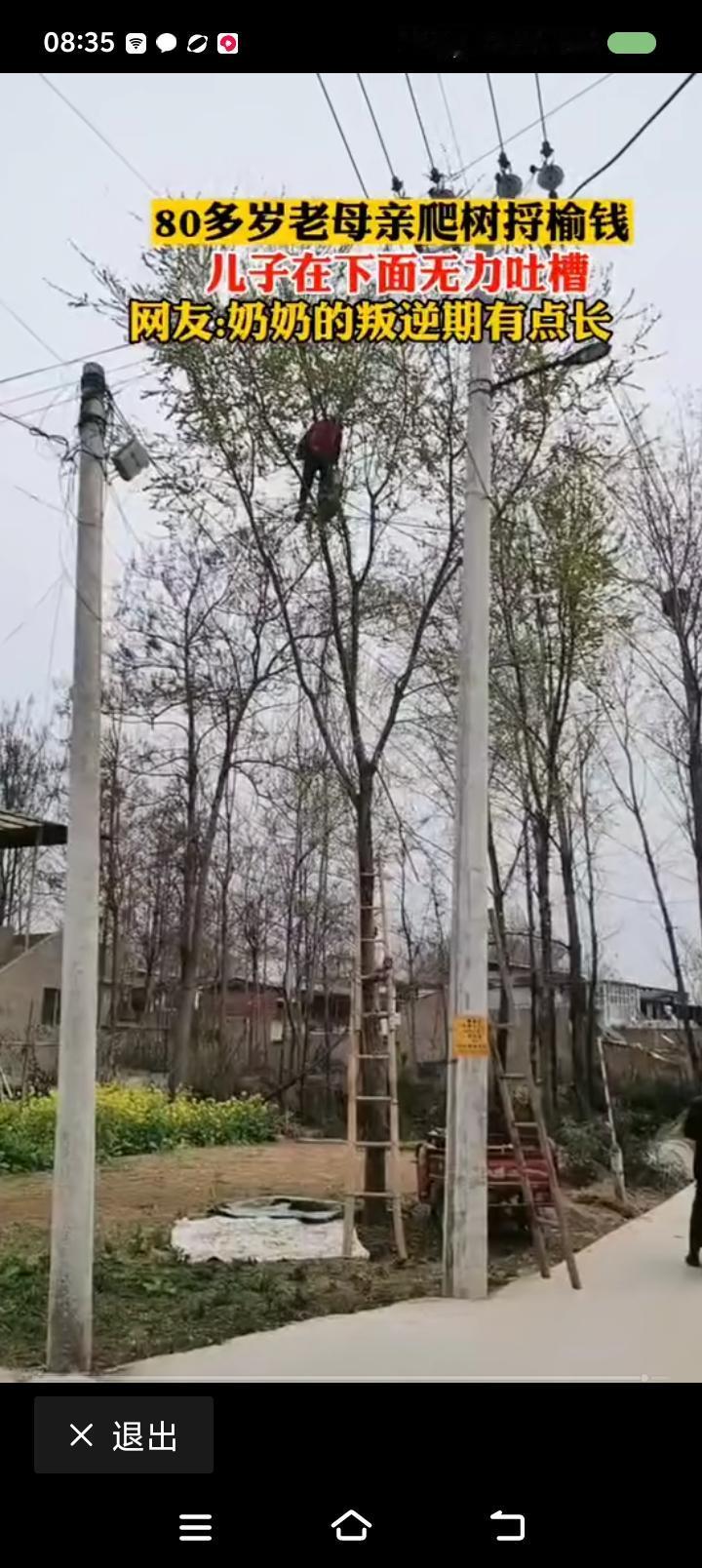 80多岁的老人爬树摘榆钱？——网上视频：一80多岁的老母亲搭梯子上树，摘榆钱。