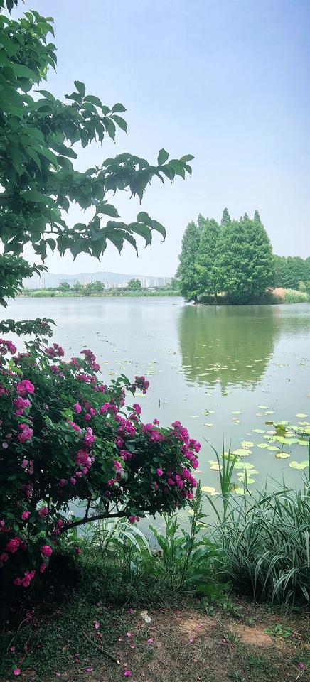 鼋渚春色如画