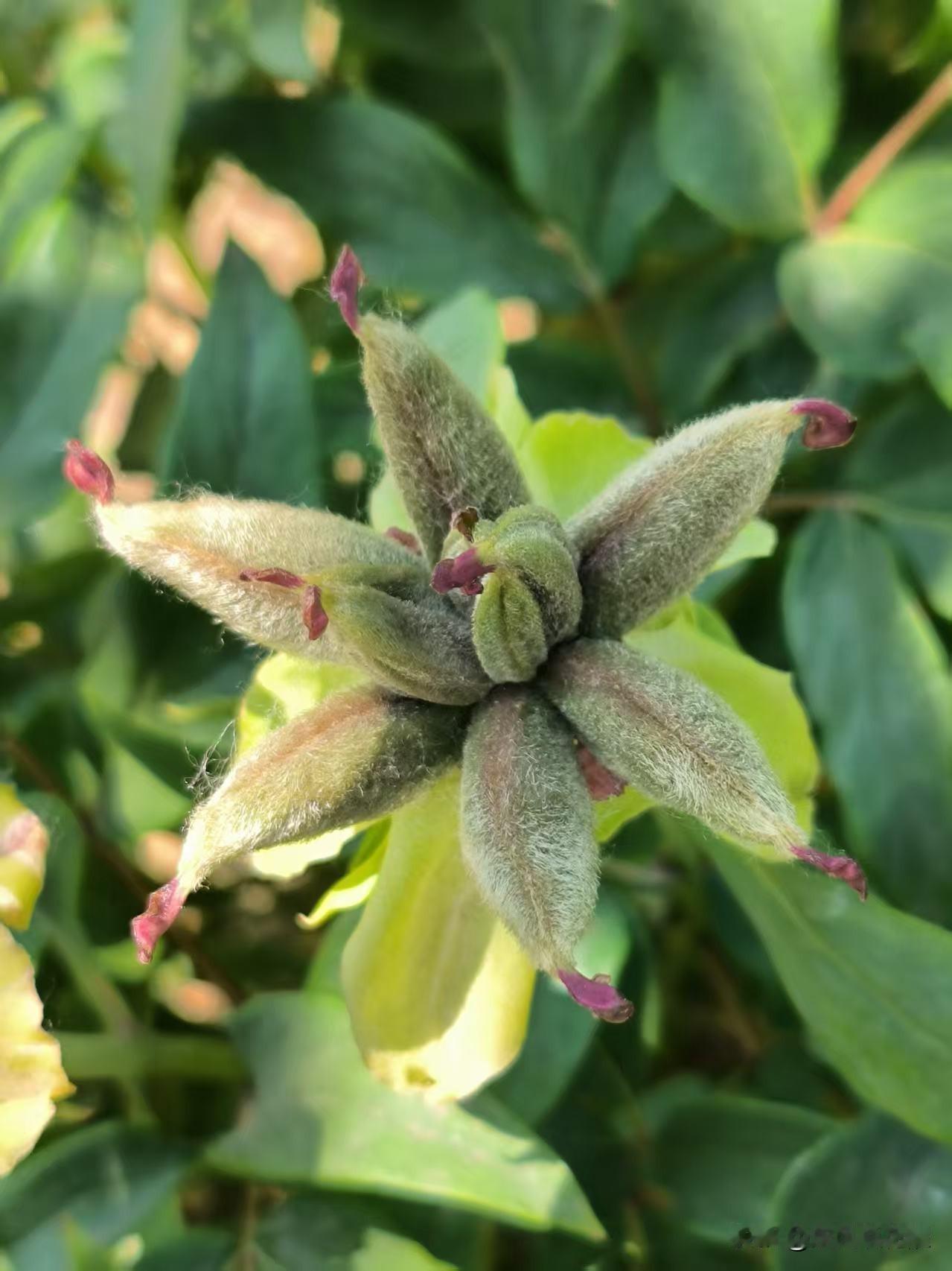 知道这是什么植物吗？牡丹花见过，牡丹花凋谢后是什么样的，见过吗？就是图中的样