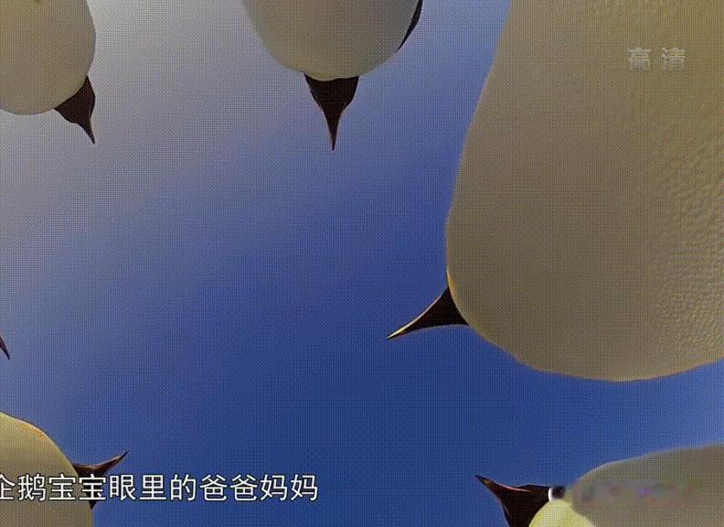 最萌的鹅片，太可爱了，萌化了~