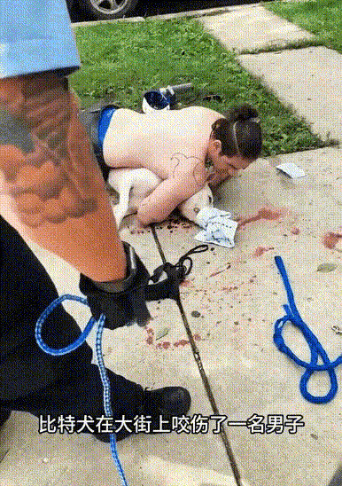 发疯比特犬，四警都搞不定---天