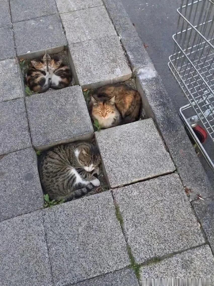 学校的猫师傅正在修地砖