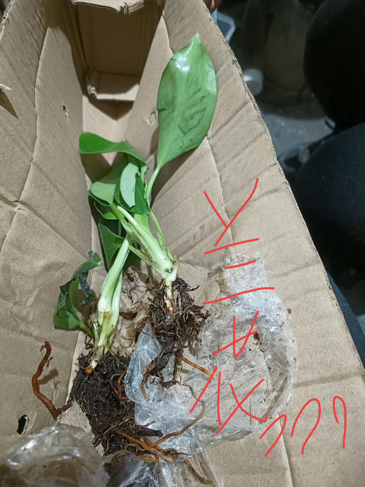 诚信！除了诚信还是诚信！！负责，对商家负责，对顾客负责！！因拼多多平台对入户