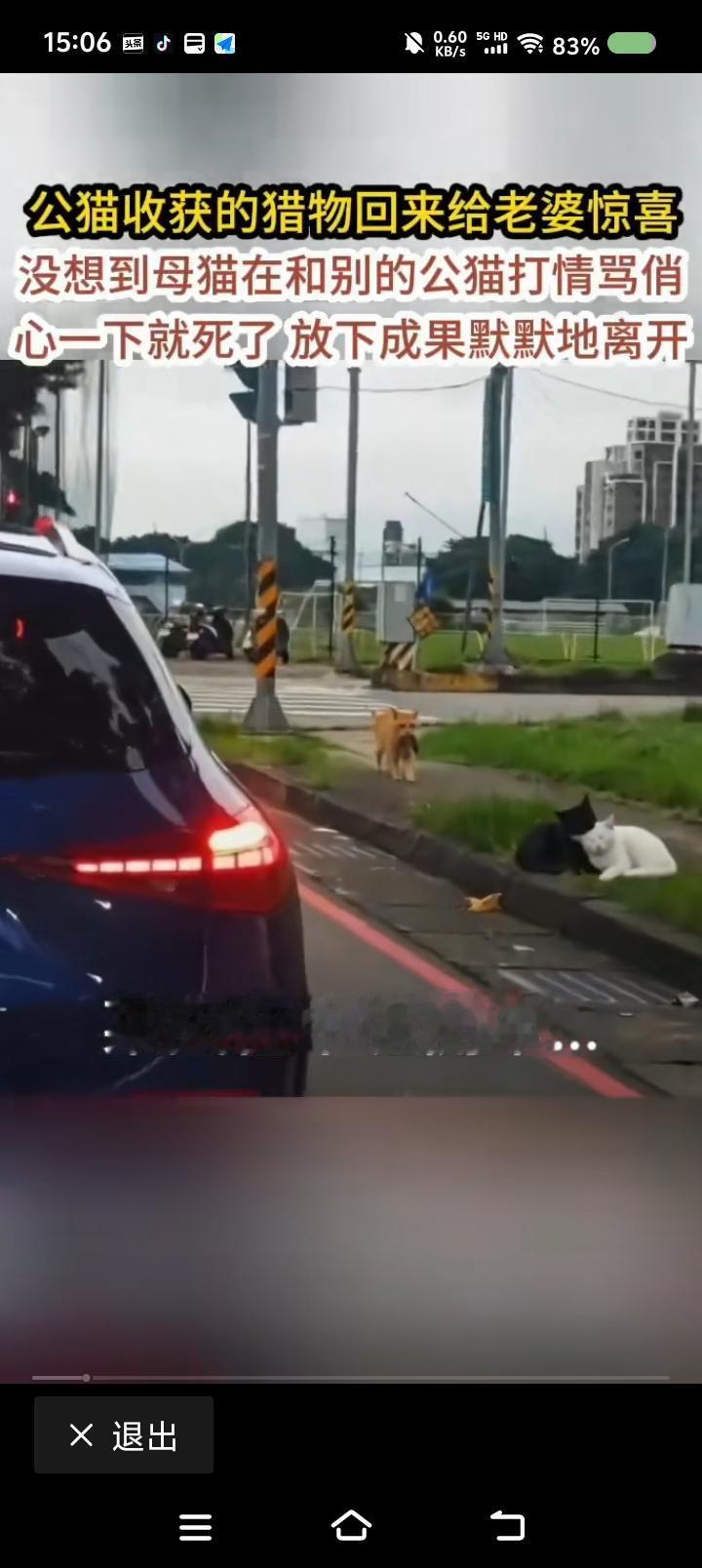 哀悼一只猫的爱情——网上视频：一只猫带着食物回来，看见爱人与别的猫卿卿我我，放