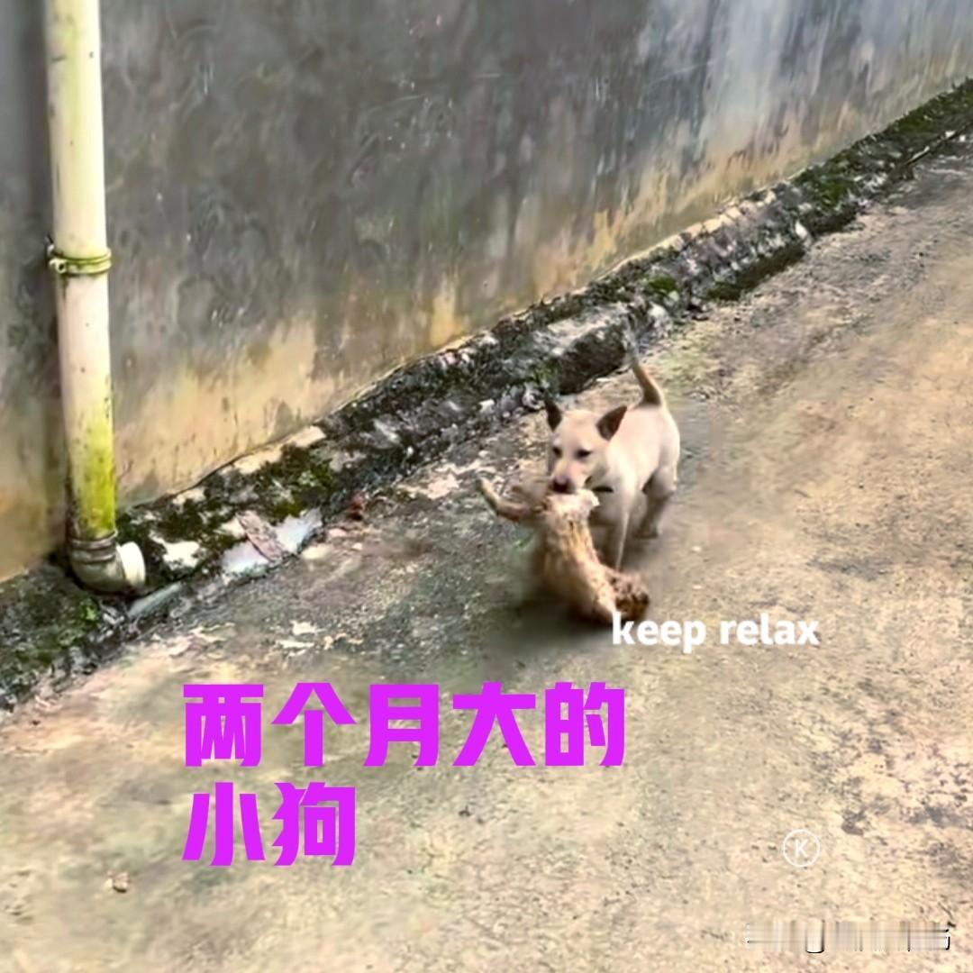 这只才两个月大的小狗，时不时带一只野兔回家，不仅惊呆了主人，也惊呆了广大的网友。