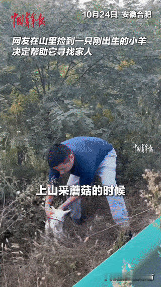 破防了。一对夫妻开车上山采蘑菇，在道路一侧草丛里，发现一只孤零零的小羊，女子纳闷