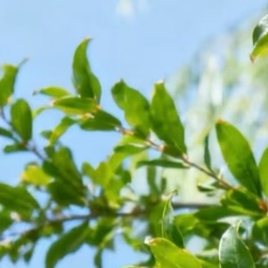 0000石榴种植：1.选址：光照足、排水好，微酸至中性土，施足底肥。2.种植