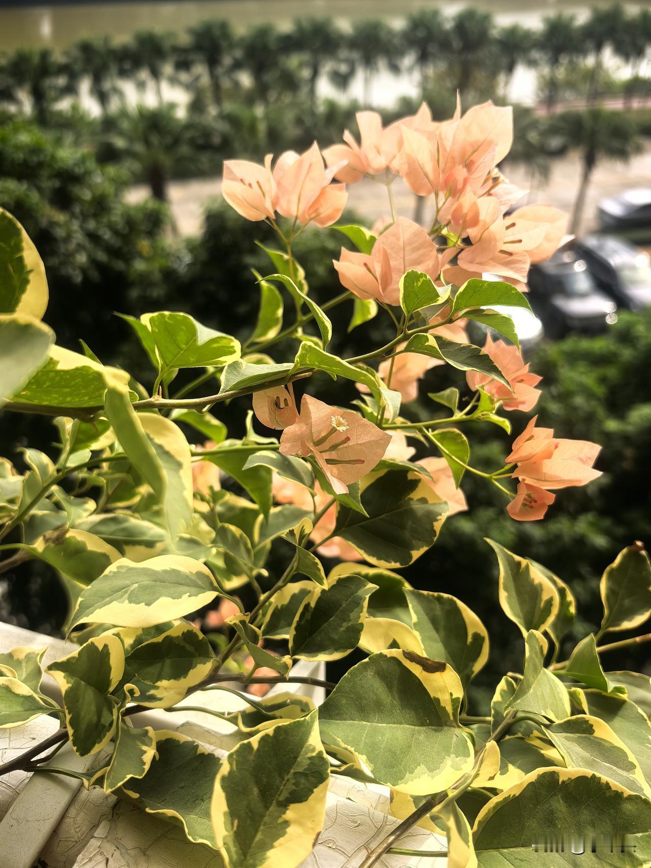 绿樱的“人设”,在我家彻底崩了!都说绿樱是勤花之王,好养易爆盆。到我这儿,