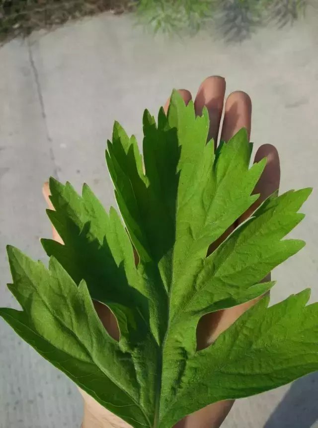 了解艾草本质 学习如何区分艾草和蒿草