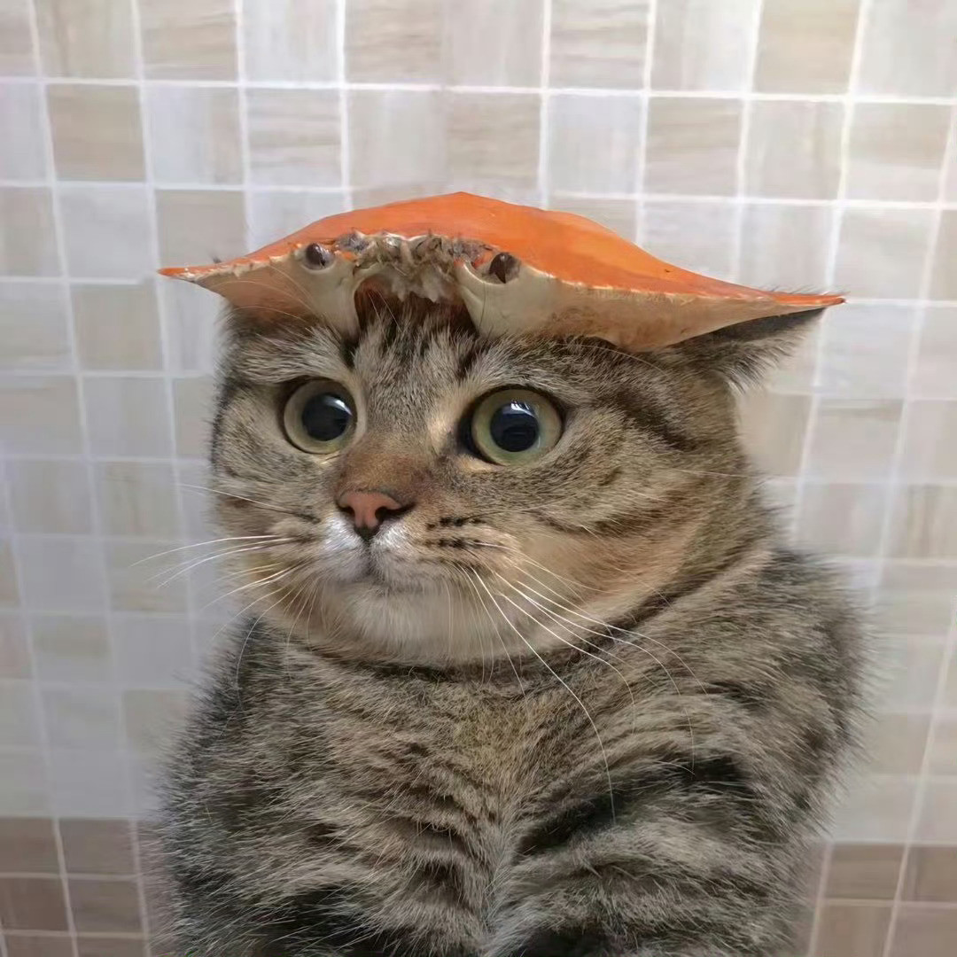 猫咪：你看看这好看吗🥹​​​​