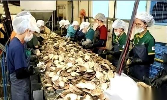 很多人都以为，日本排放核处理水之后，他们的海鲜就彻底砸手里了。禁令一出，对华出