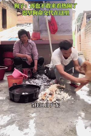 它:这玩笑开不得！开不得啊！男子杀鸡清洗，狗子来看热闹。男子突然抓住狗子就开始