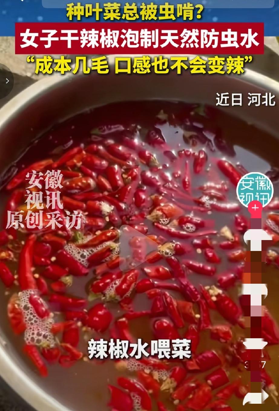 “太聪明了！”河北石家庄，一女子在家种点无农药的蔬菜，可结果大多都被虫子啃成了锯