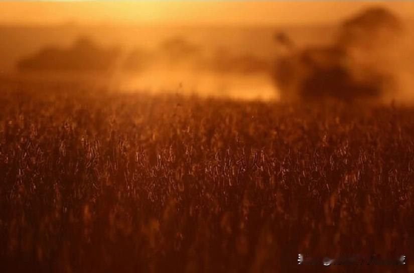 中国连续第二个月没有进口美国大豆，巴西进口增长29%。北京(路透社)-中国连