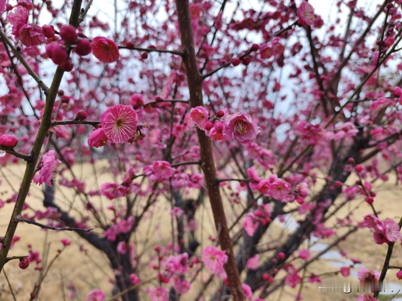 你喜欢梅花吗？冬日里，迎雪孤傲盛开的梅花谁不喜欢啊