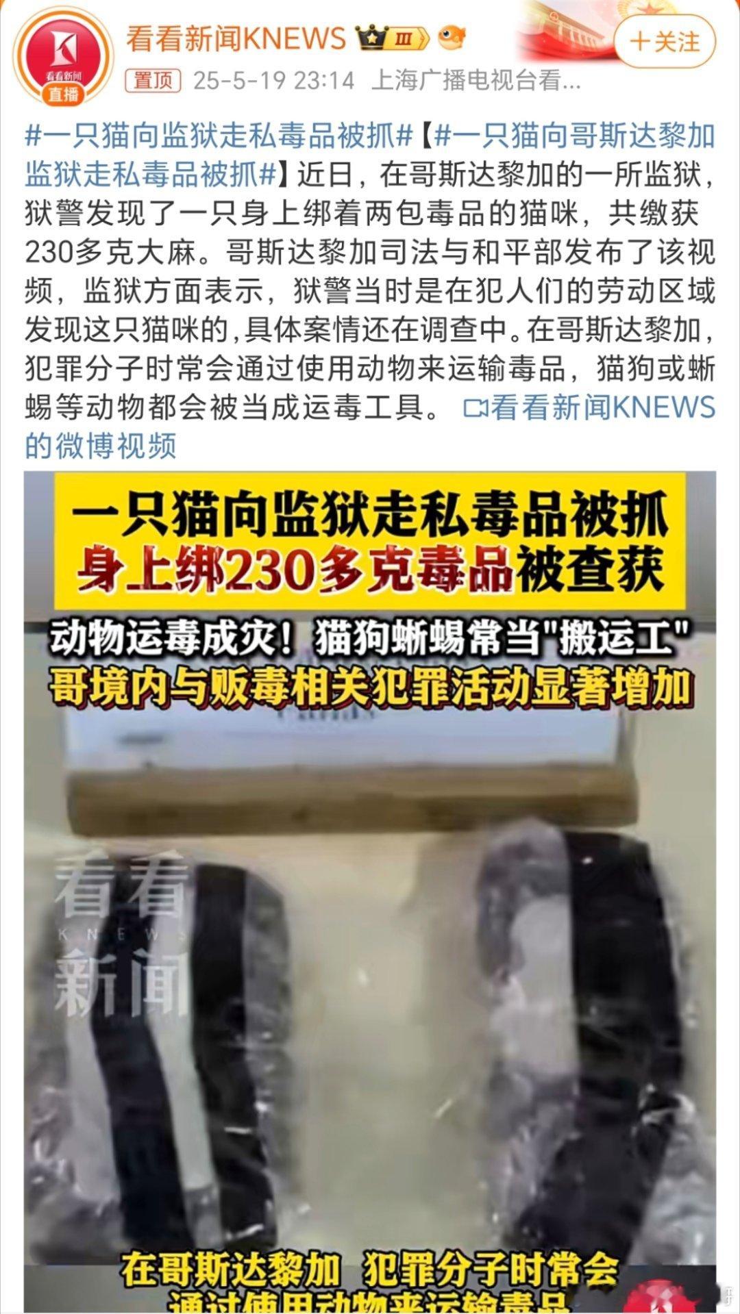 一只猫向监狱走私毒品被抓天下之大，无奇不有，用猫狗蜥蜴🦎来当运输工具[捂脸哭][