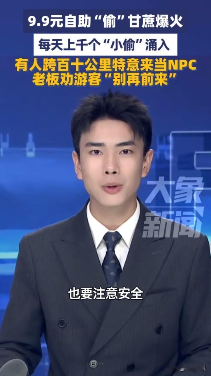 太会玩了！四川85后农民让城里人花钱“偷”甘蔗，11天吸引数万人！体验区老板却崩