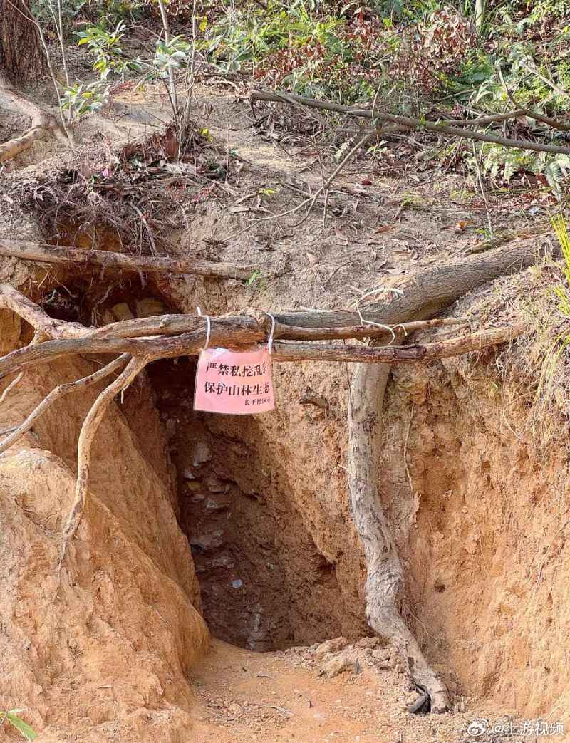 #广州暹岗大山遭人私挖水晶破坏#【疯狂“淘晶热”！广州暹岗大山遭人私挖水晶破坏，