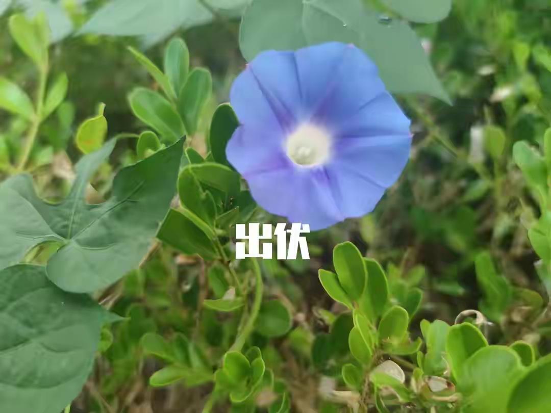 六十年一遇，今年出伏不一般，8月24日出伏，提醒大家做好准备8月24日，今
