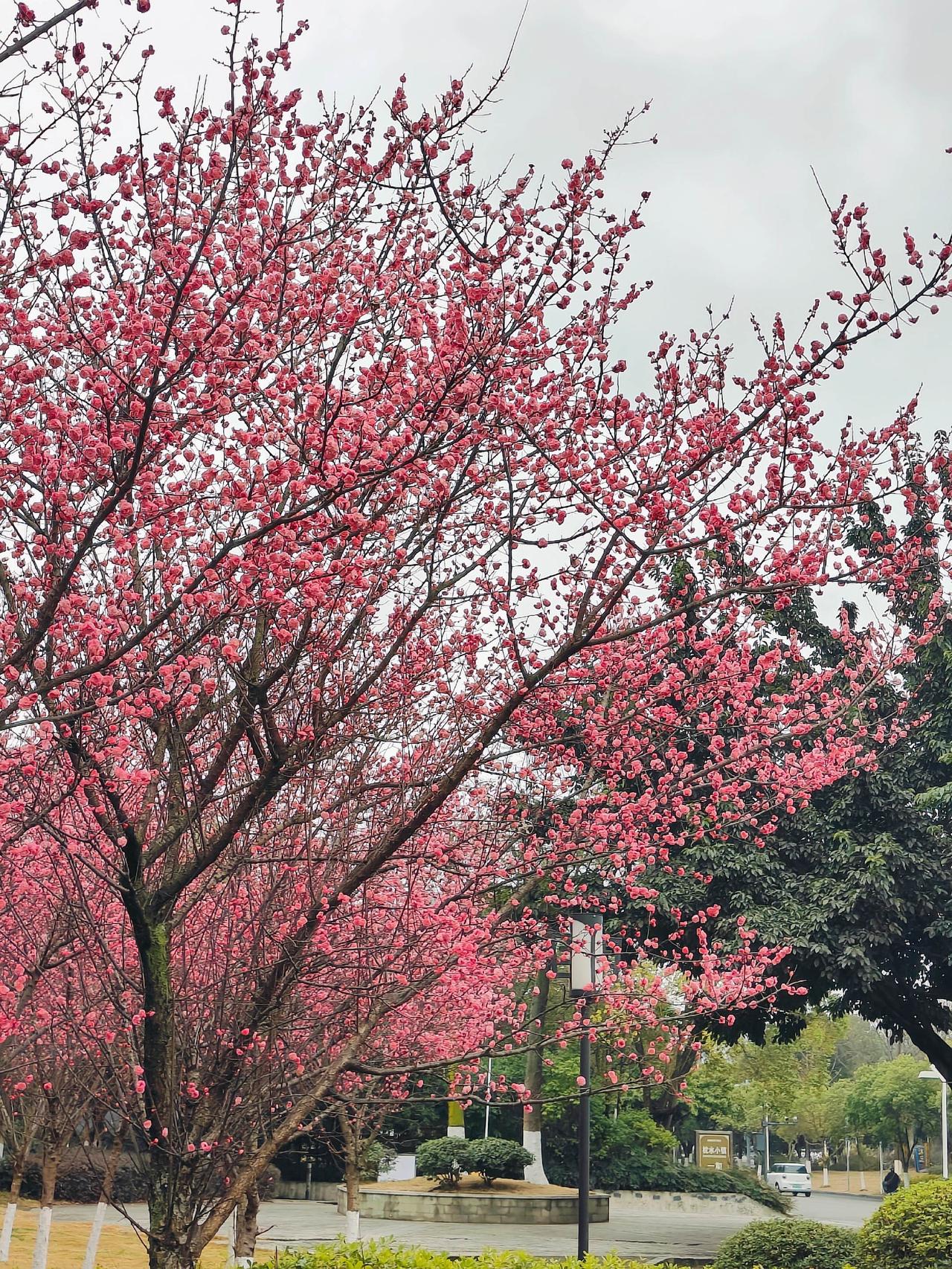 我的摄影日记我用摄影看世界春日限定氛围感随拍抖音邀你来赏花感受春的气息