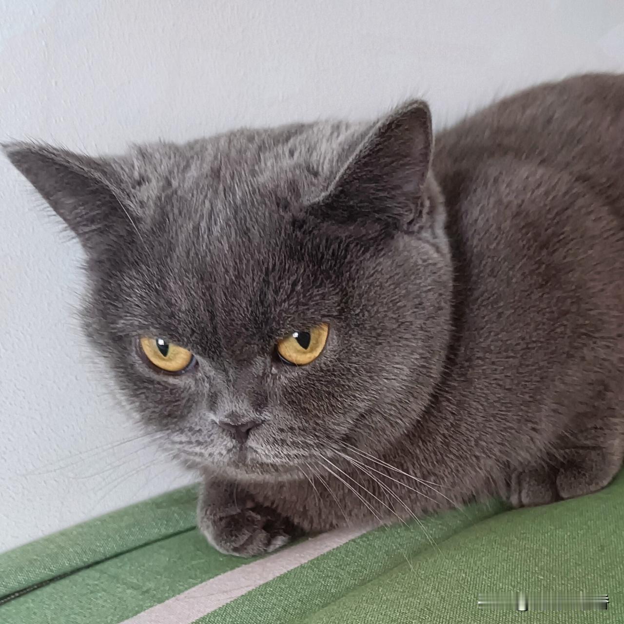 想撸猫了，能分享你家猫咪的照片吗我家这只蓝猫是个自带“严肃滤镜”的小家伙，圆滚滚