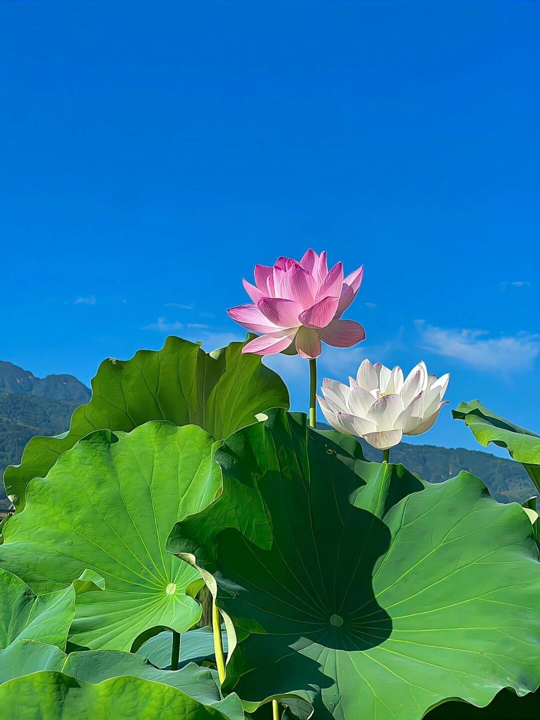 什么叫福报？就是当你处在绝境时，所有人都认为，你必死无疑的时候，你却有着绝地重生
