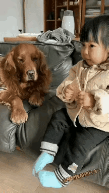 刷到只“口是心非”的大金毛，想吃东西想得眼睛都黏在食物上，脸上却装得云淡风轻，网