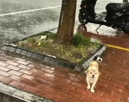 狗狗护崽咬伤小孩，主人一怒之下，把它和两只幼崽扔到暴雨之中