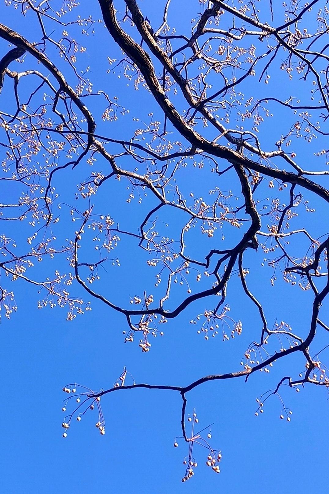 隆冬，那些不曾落地的叶片和野果