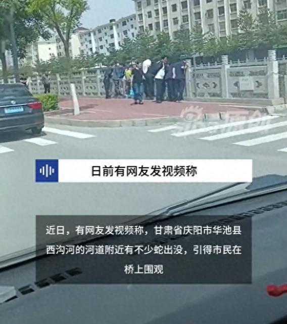 甘肃一河滩惊现蛇群，市民无视“有毒”警示牌扎堆围观，官方回应：将捕获并放归山林