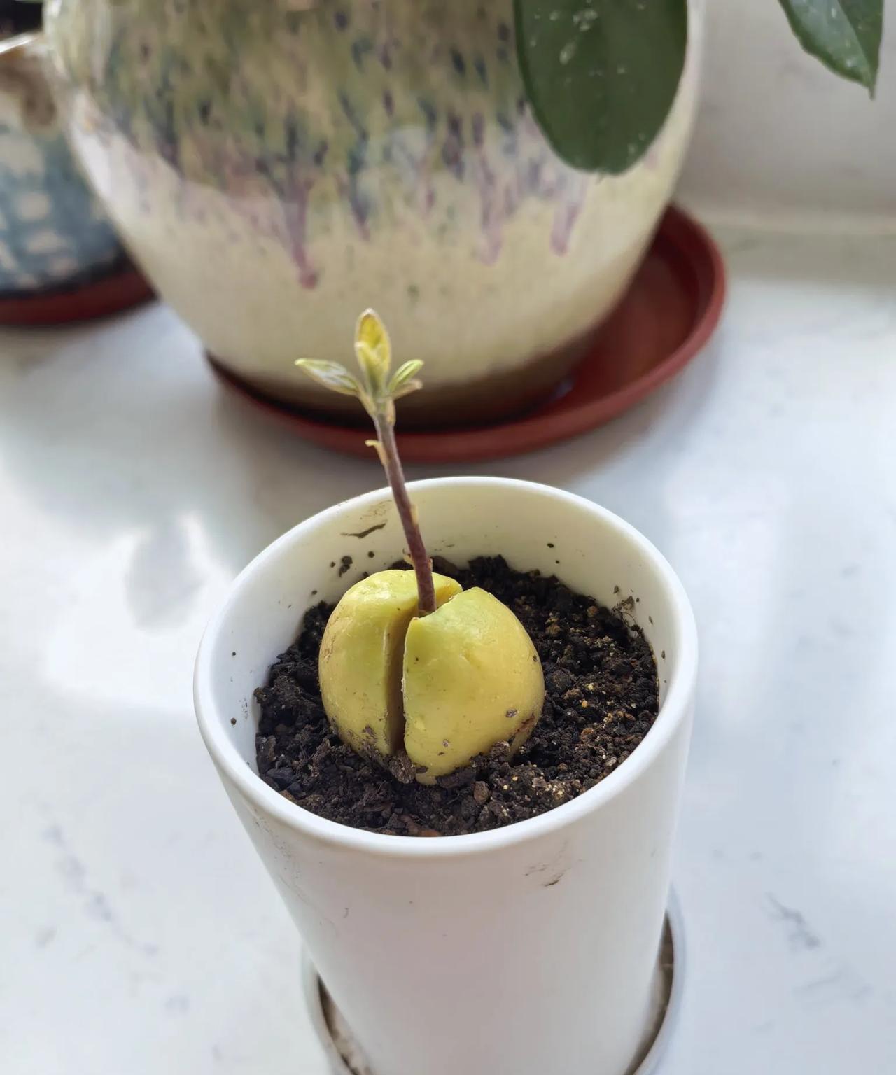 牛油果的核儿，放在水杯里泡若干天，生出白根，栽种在小花盆里，慢慢长出嫩叶儿。期