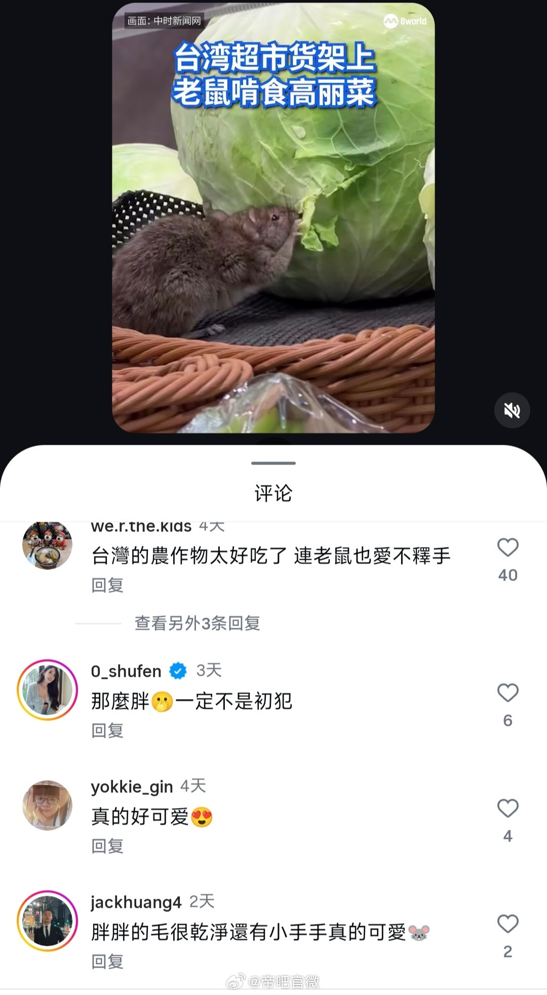 所以圆白菜为啥叫高丽菜？迷惑行为大赏