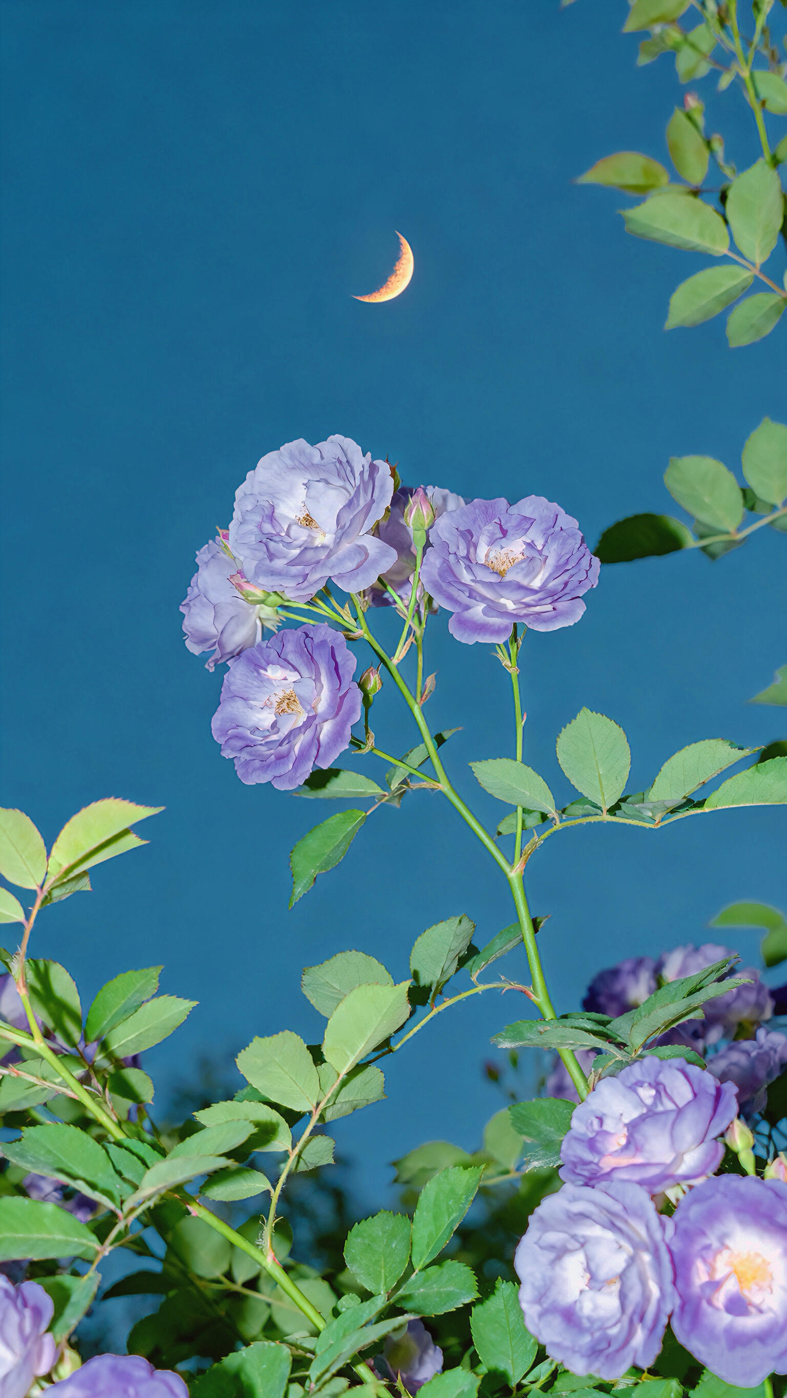 🌙蔷薇｜诉说那轮弯月才懂的故事我遇见了那弯月亮它那么高那么远像一枚橙黄色的琥珀