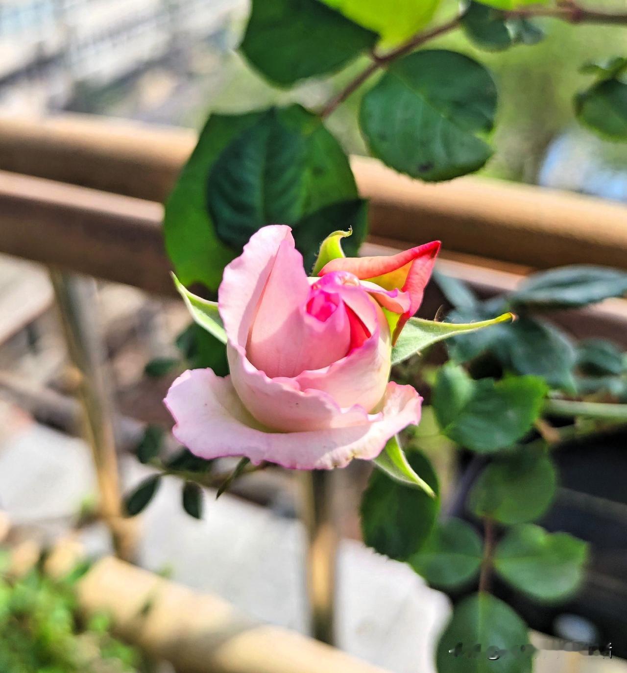 不知等了多久我的月季，蓝色阴雨这样子算是开了吗[笑着哭]羞涩的打着朵在风里