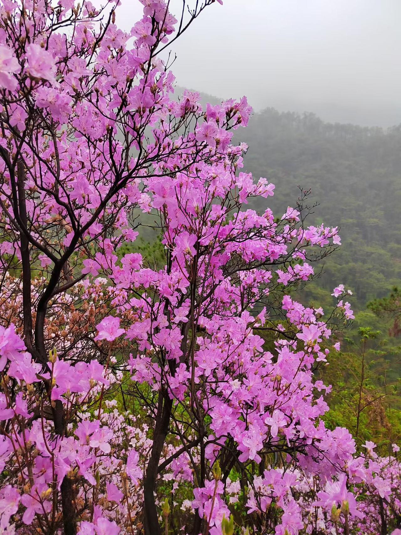 实的变化：还景与民江西庐山：直接取消160元的首道大门票，对全球游客免费开放，