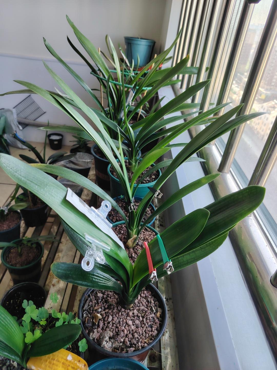 我很喜欢君子兰，从养殖小白，到学习专妍，到亲自体会，感受到身心的愉悦和享受它的美