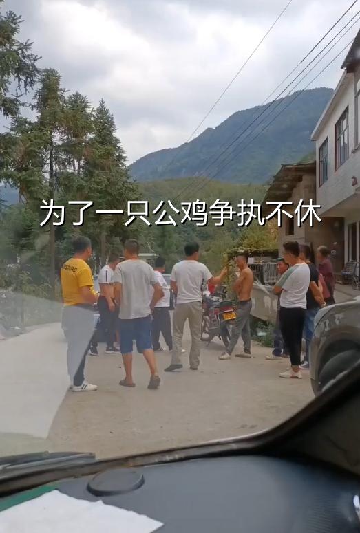 贵州：唯一的公鸡被撞了，男子要600元赔偿，“全村母鸡得守寡”俗话说，物以稀为