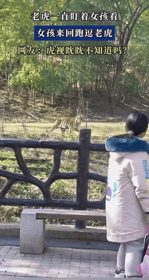 有没有发现，连动物园里的老虎，都逃不过“人类幼崽的魔力”！